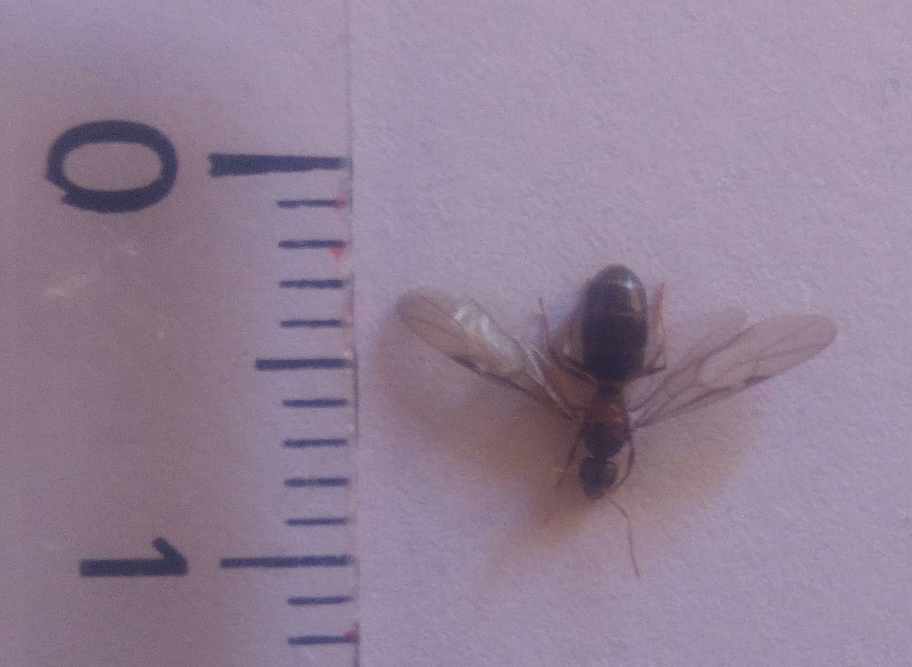 Identificaion (Valleynat)