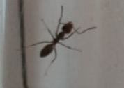 Cerca
