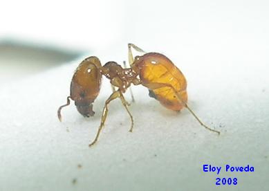 pheidole?