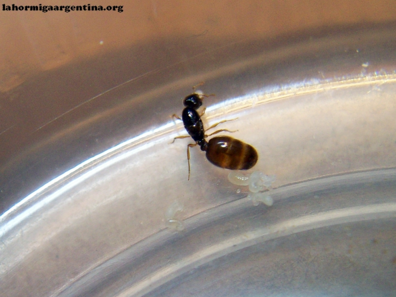 Solenopsis_Ambar_27_Feb
