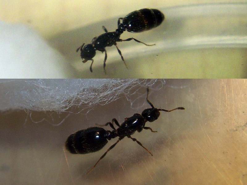 Solenopsis carbonaria?_1