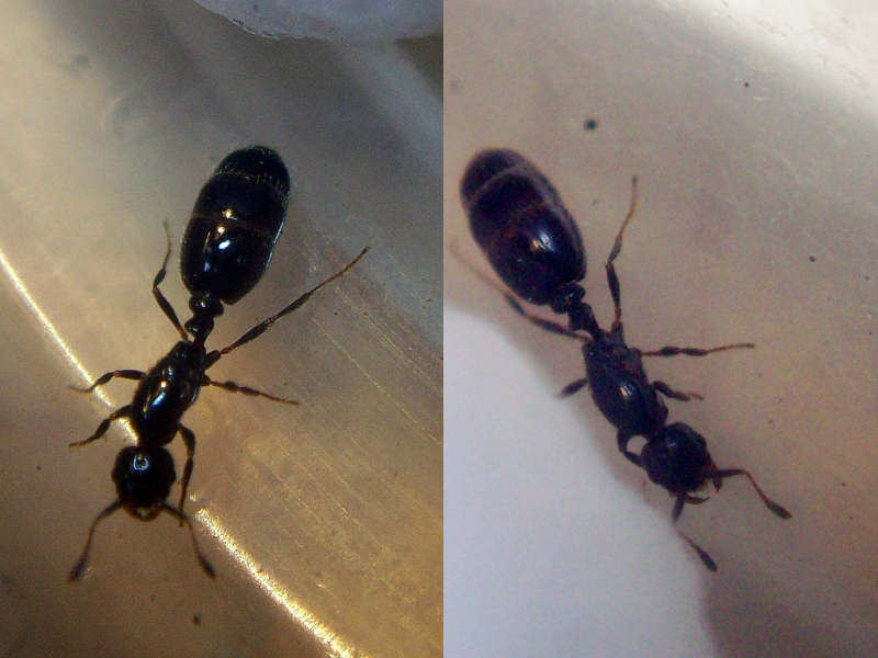 Solenopsis carbonaria?_2