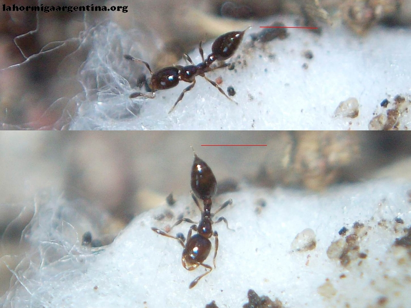 Solenopsis_xb_3