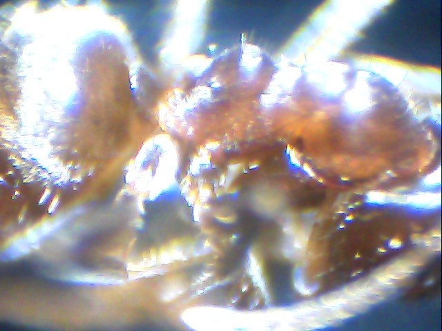�lasius?