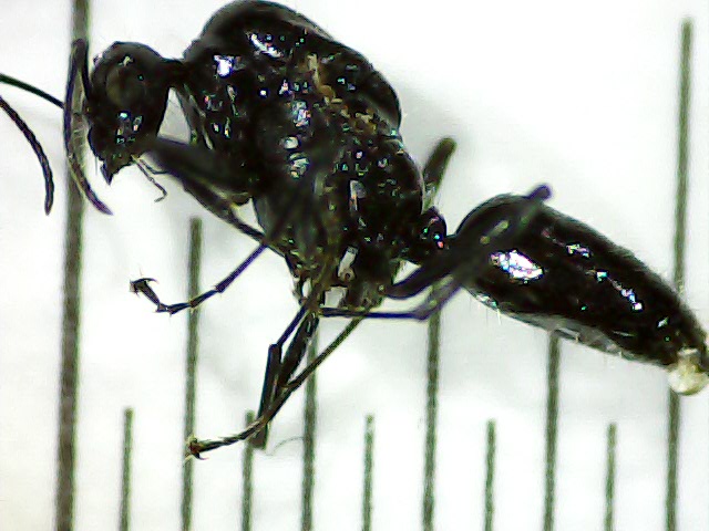 Macho identificar
