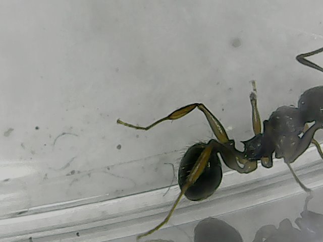 myrmicinae2