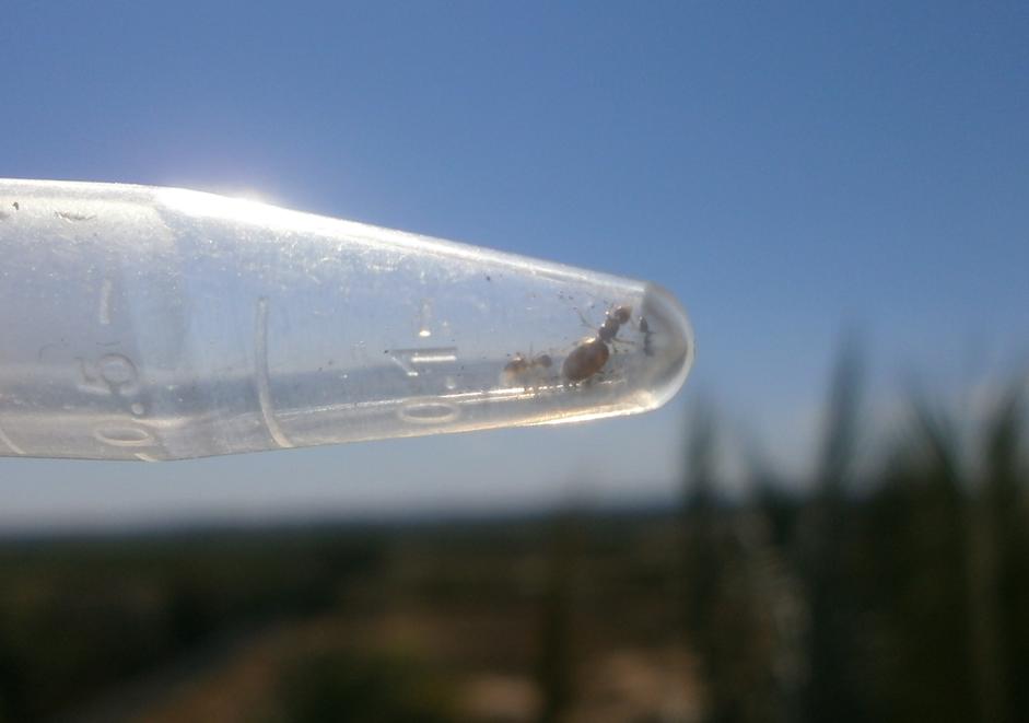 Super liliputiense