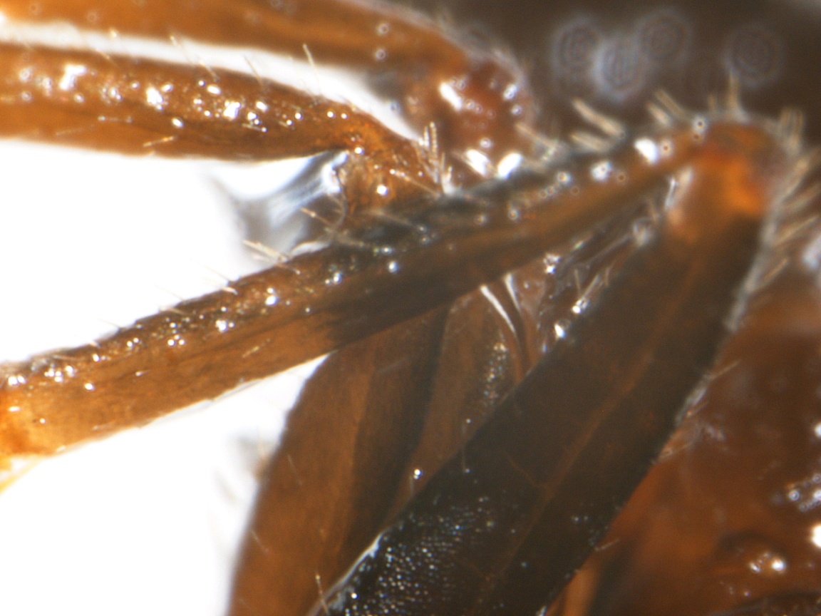 t�bia trasera 2
