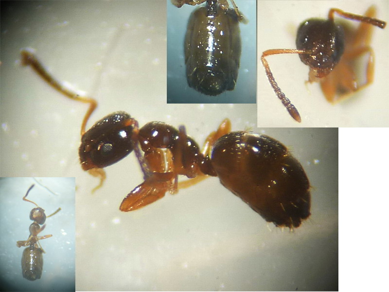Tapinoma? (2)