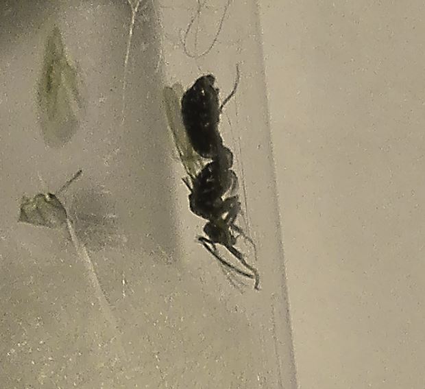 tapinoma?