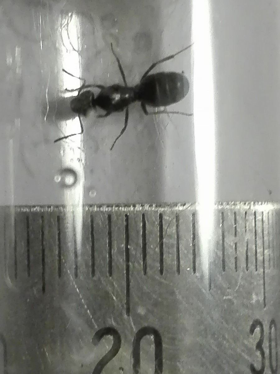 tapinoma?