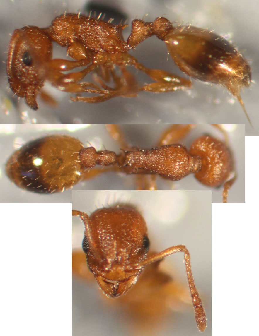 Temnothorax-Escorial
