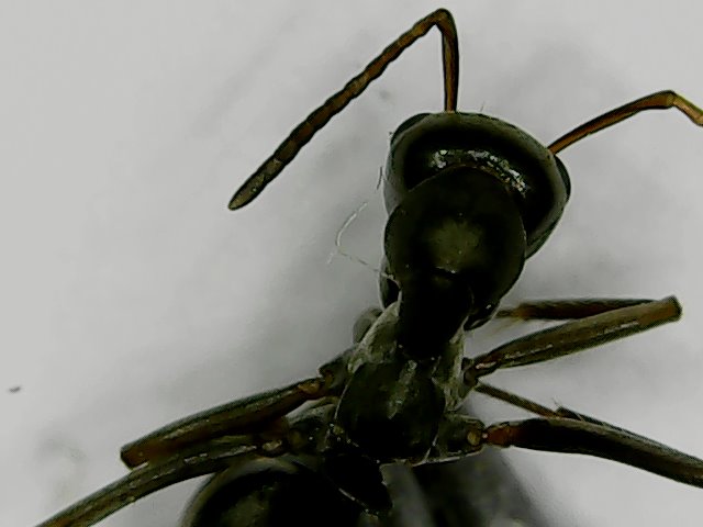 Formicinae