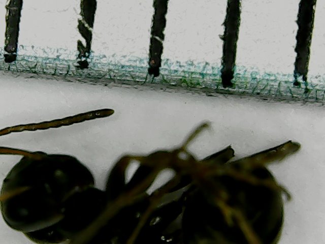 formicinae