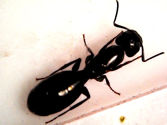 Reina sin identificar