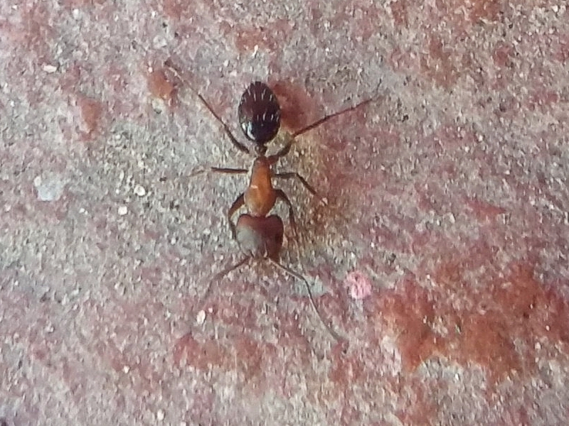 Camponotus?_2