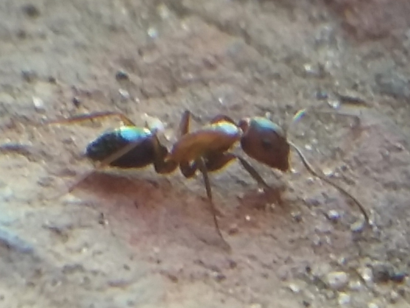 Camponotus?_3