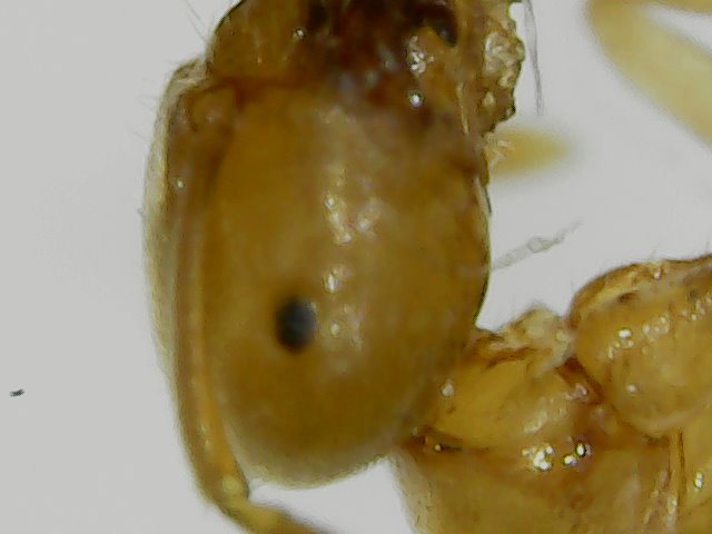 gulalasius