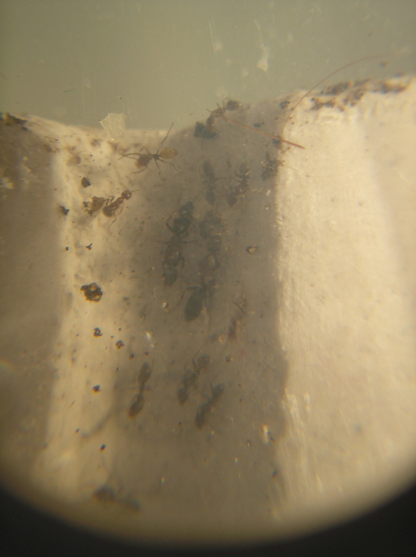 Unidentified