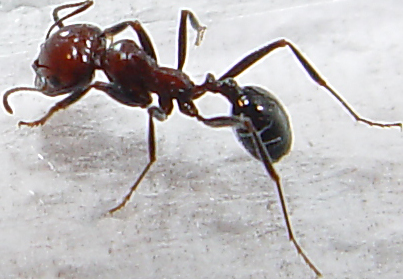 Messor Maurus
