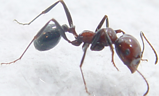 Messor Maurus