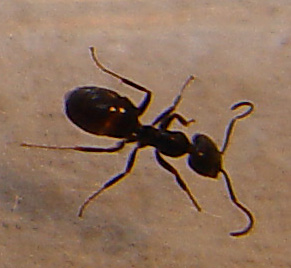Hormiga desconocida