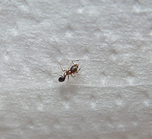 Hormiga desconocida
