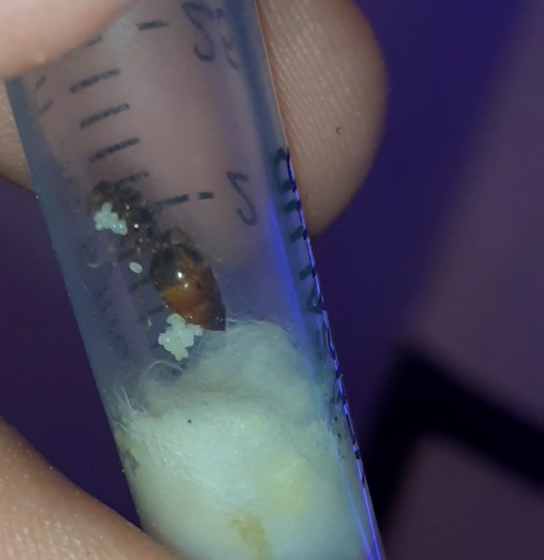 Hormiga Crematogaster?