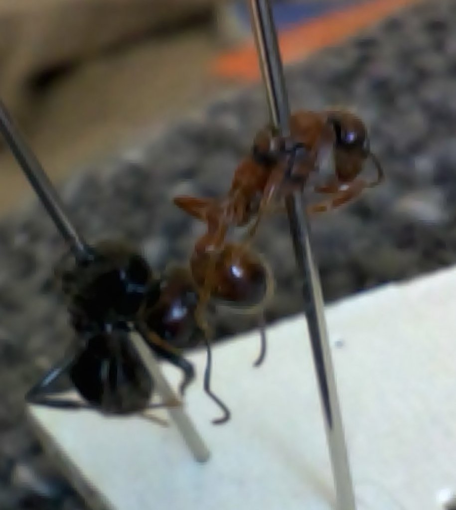 Id reina muerta