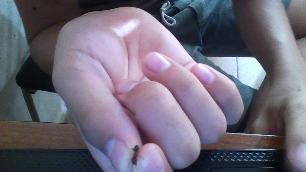 hormigas rara