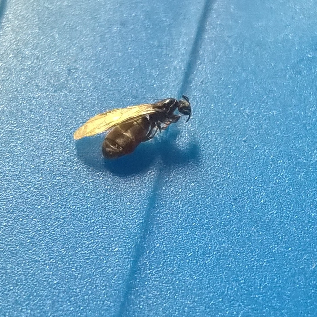 identificar 4