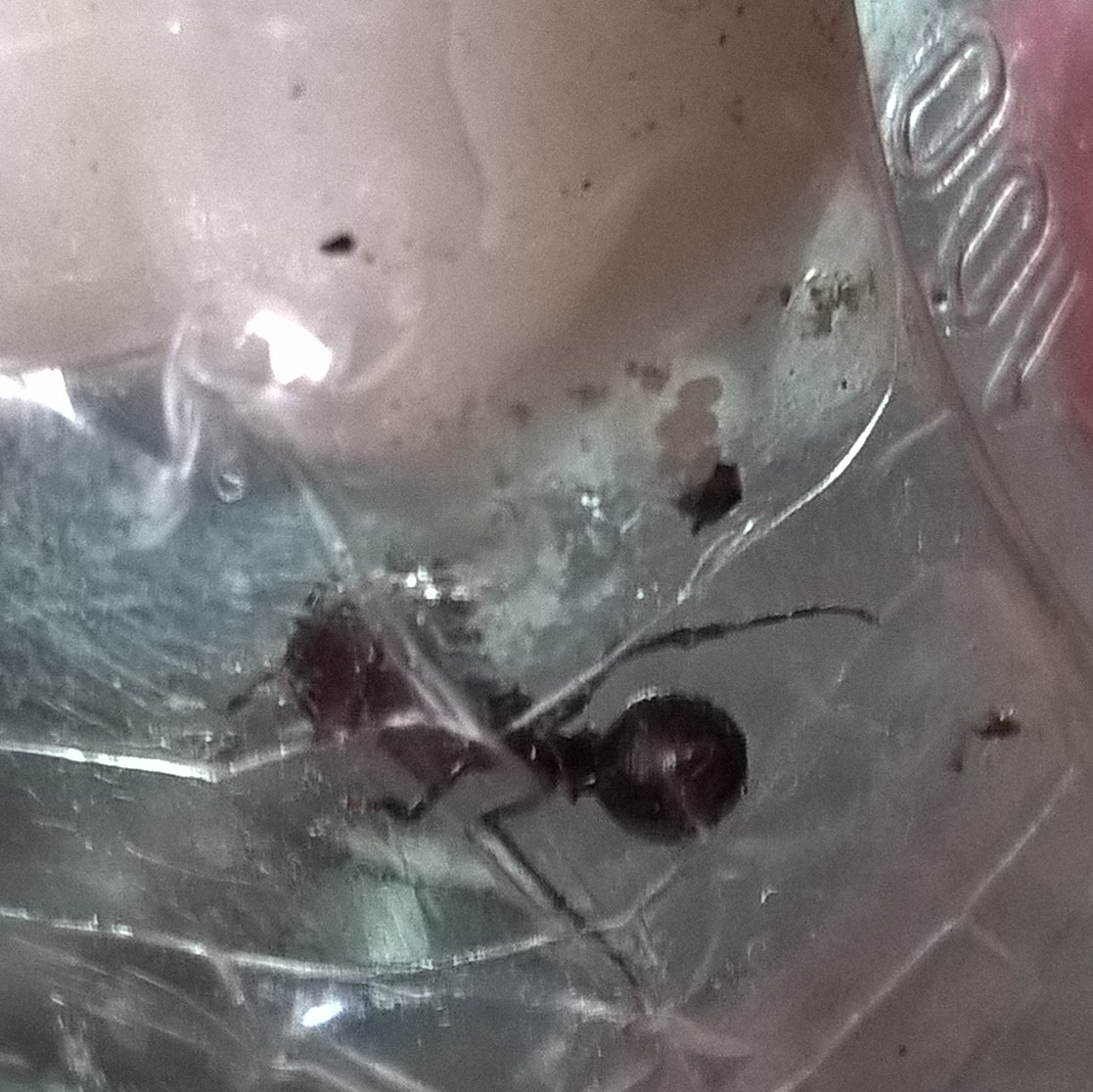Acromyrmex sp