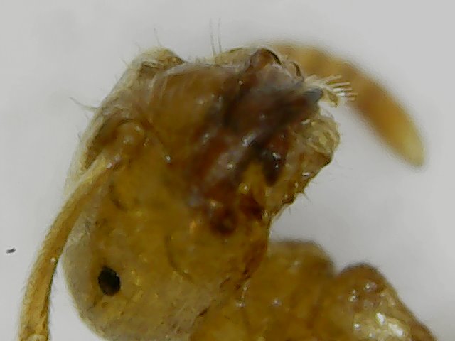 gulalasius