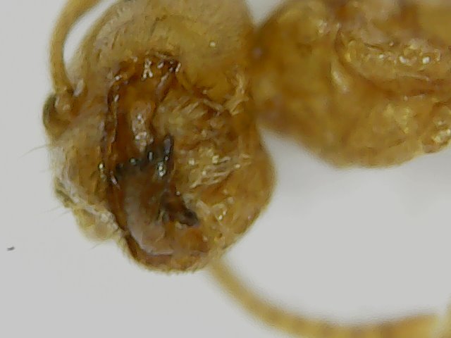 lasius2