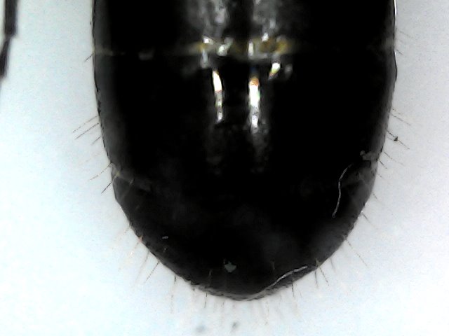 Reina sin identificar