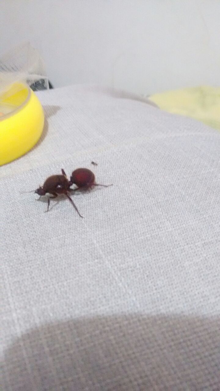 Hormiga Santarde-Colombia