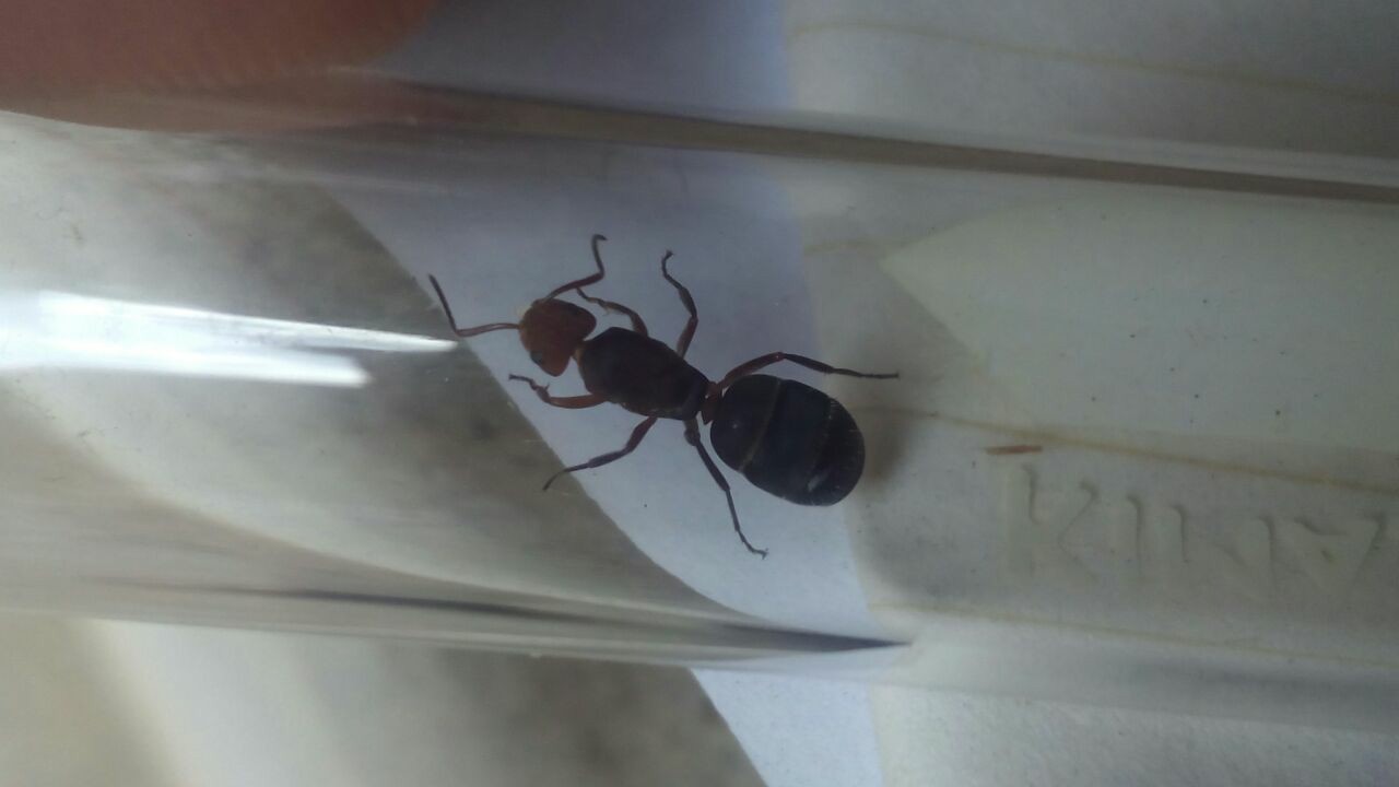 desconocida