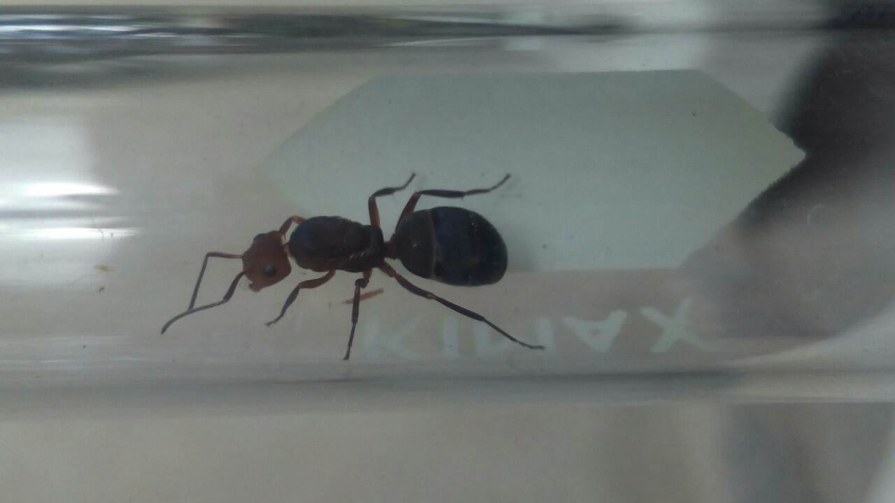 desconocida 3