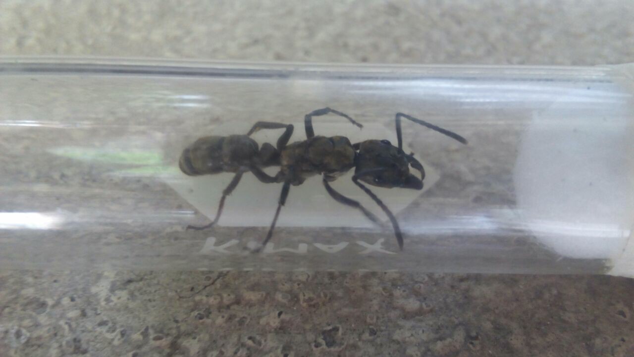 Neoponera villosa 1