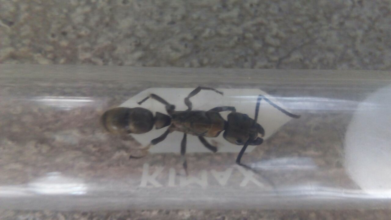 Neoponera villosa 2