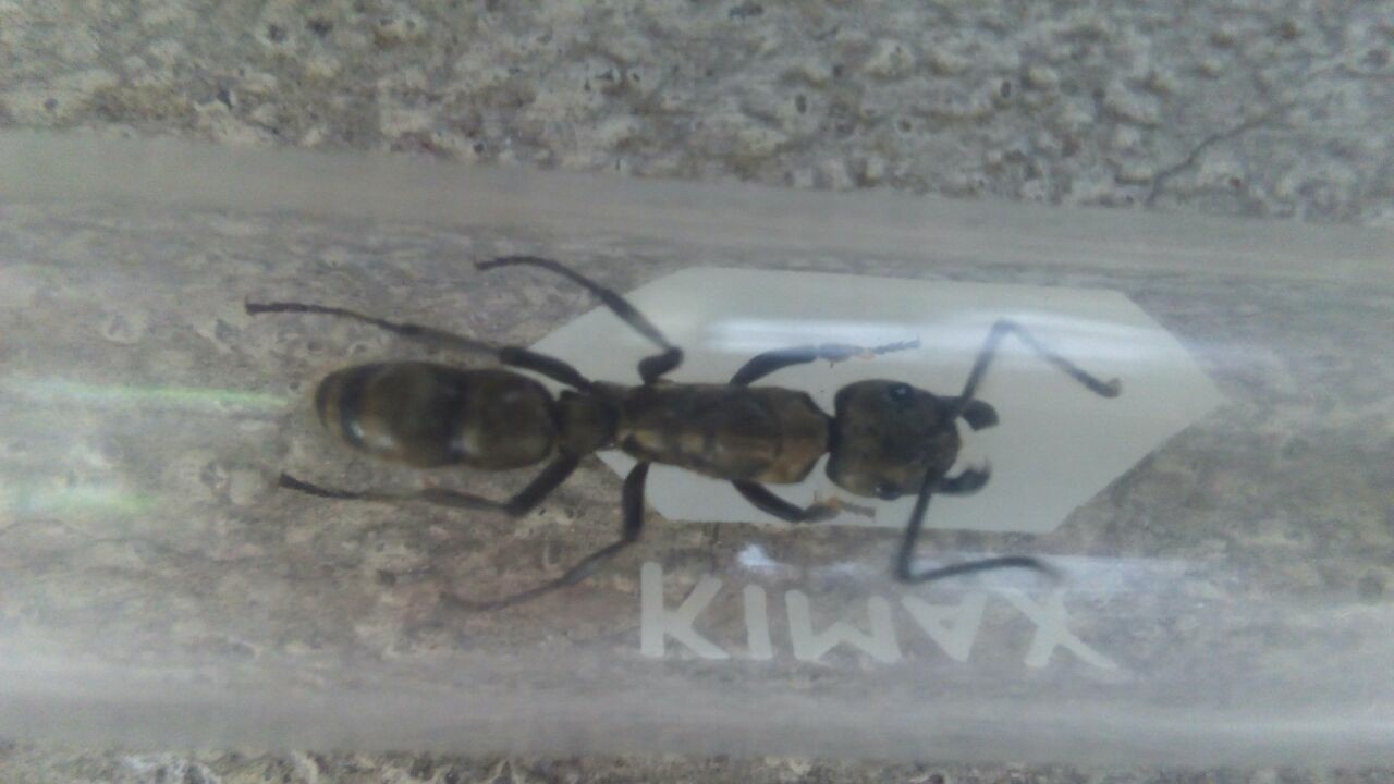 Neoponera villosa 4