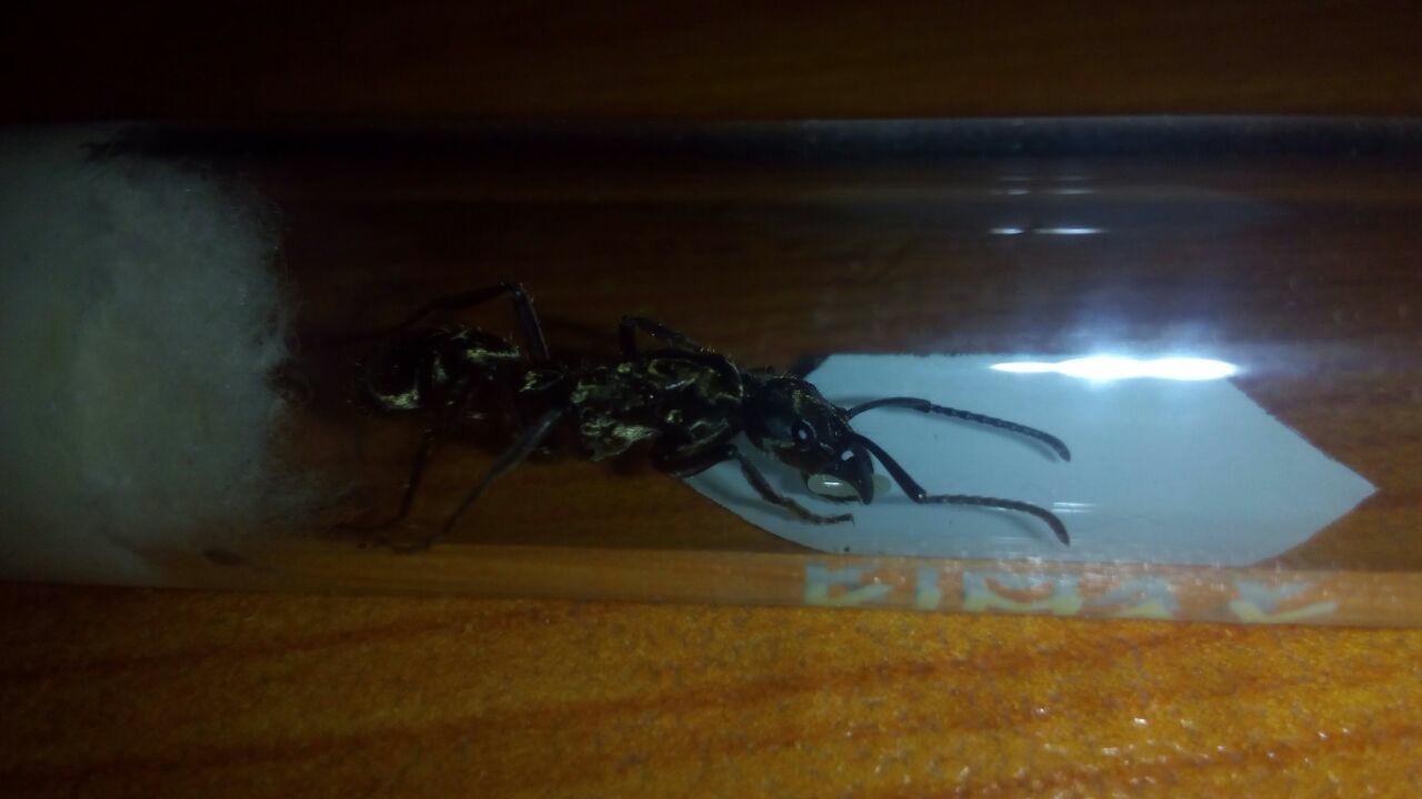 Neoponera con huevo