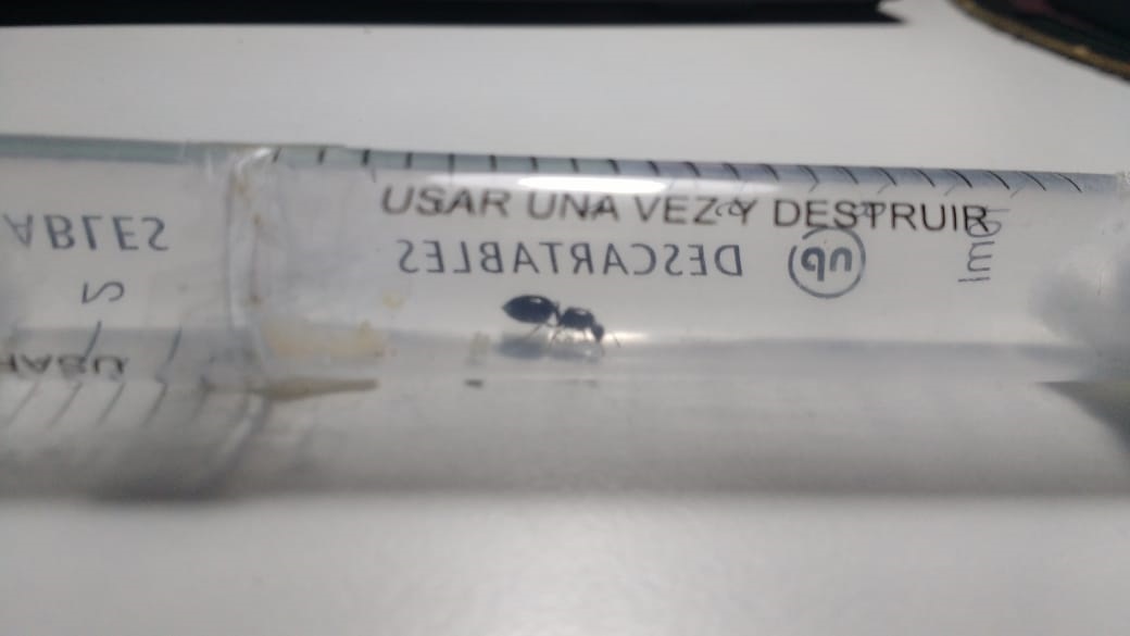 Ayuda para identificar esta reina