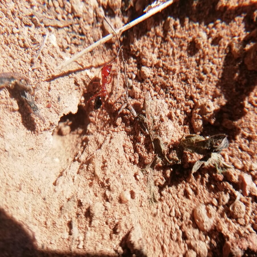 ayuda para identificar