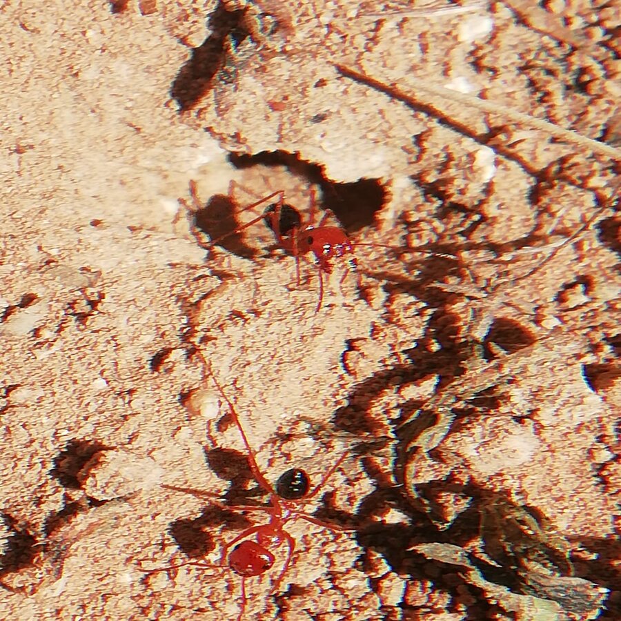 ayuda para identificar