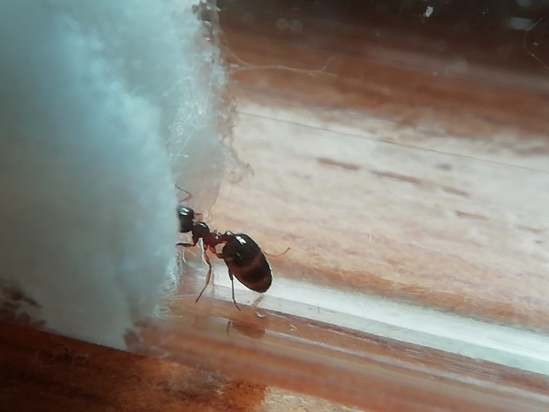 ayuda para identificar