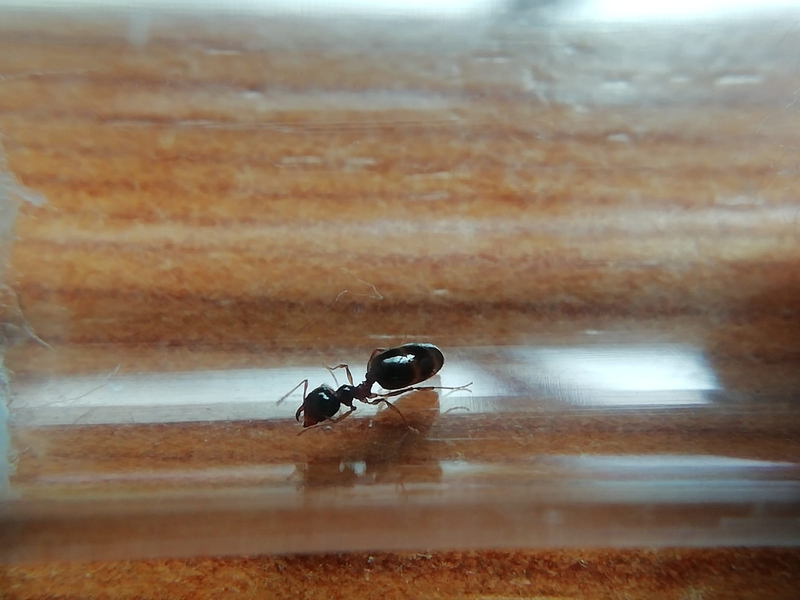 ayuda para identificar
