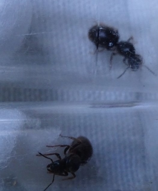 lasius?