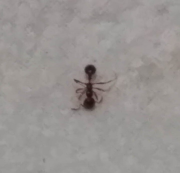 �solenopsis?