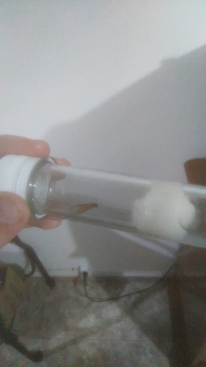 Mi Homiga nueva